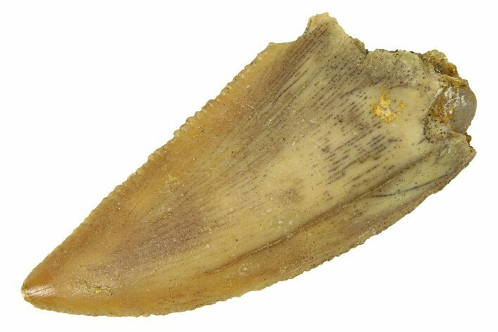 Serrated, Raptor Tooth - Real Dinosaur Tooth #294600